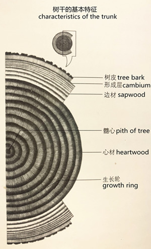 timber structure